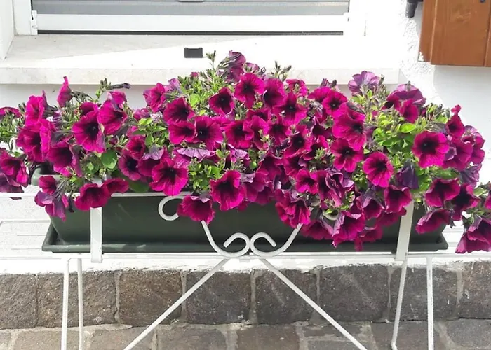 Casa Tra Gli Olivi *